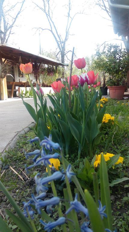 Farm Stay Lackovic Bilje Buitenkant foto