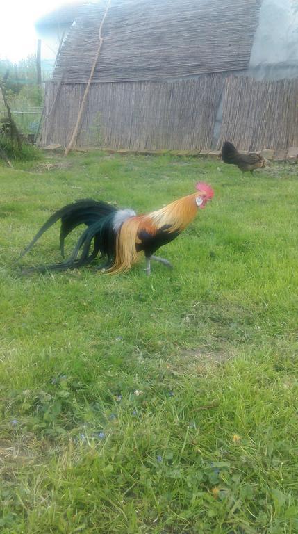 Farm Stay Lackovic Bilje Buitenkant foto